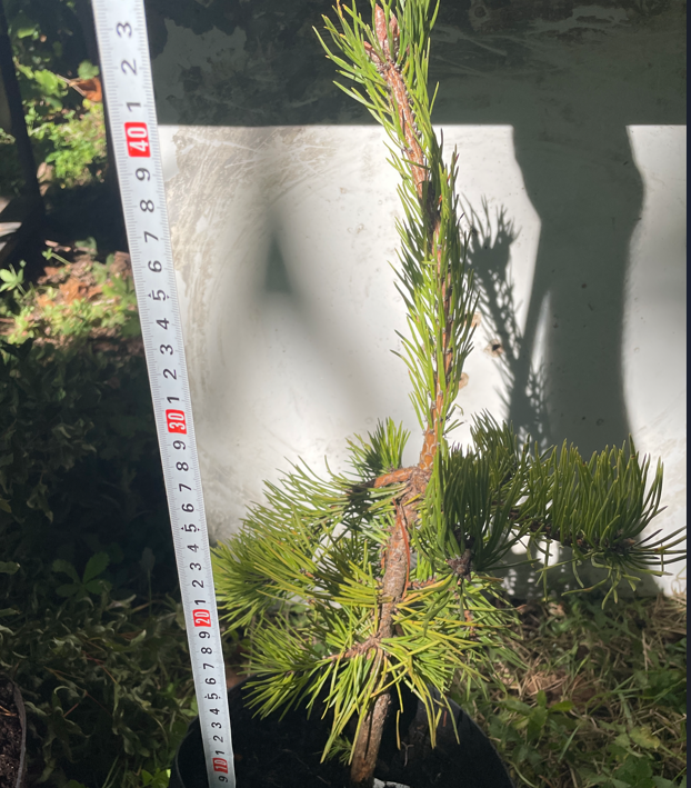 Pinus pungens 'Johny Goldstrike' - 40-45 cm