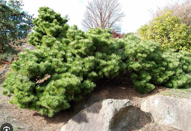 Pinus thunbergii 'Sayonara' - 55 cm