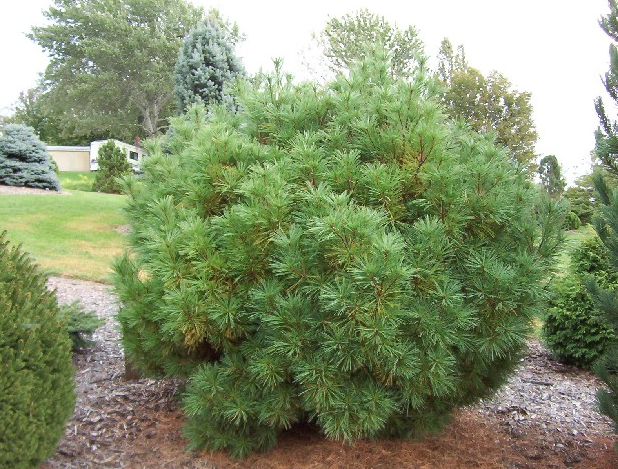 Pinus strobus 'Greg' 25-30 cm