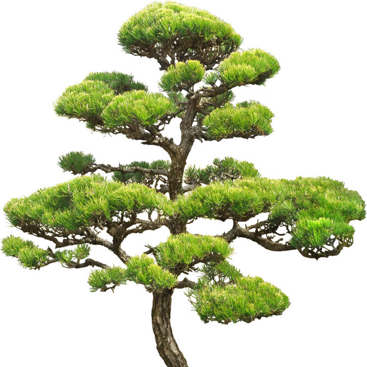 Seminte conifere - Pin negru japonez - Pinus thunbergii