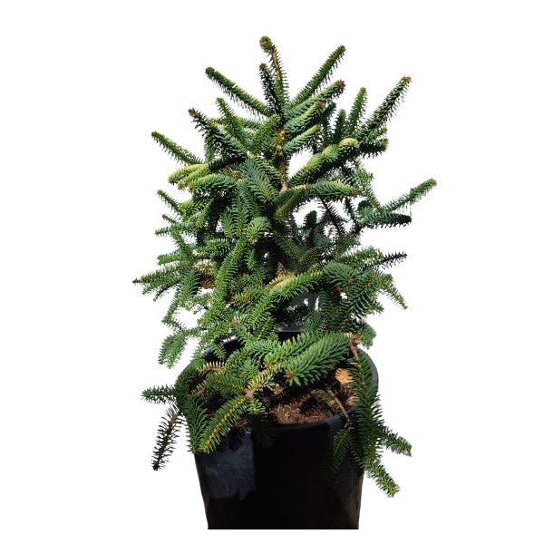 Brad Abies pinsapo 'Aurea' - 40-45 cm