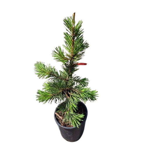 Pinus contorta Taylor's Sunburst - 40-50 cm - Raritate