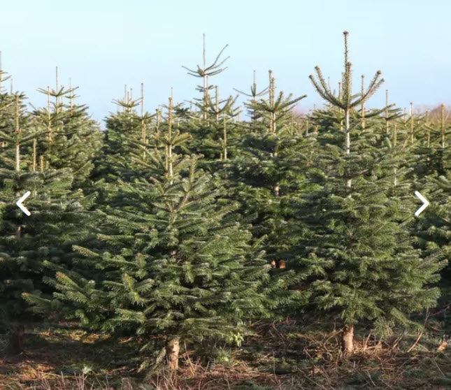 Seminte Brad caucazian - Abies nordmanniana - 5g - aproximativ 75 seminte