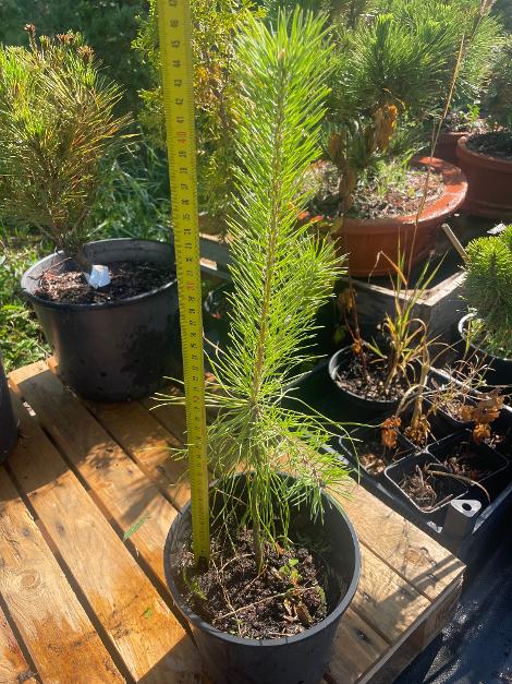 Pinus sylvestris - 45 cm