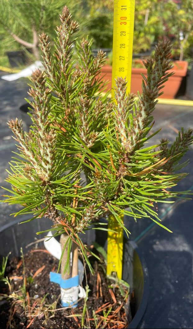 Pinus virginiana 'Driscoll' - 30 cm