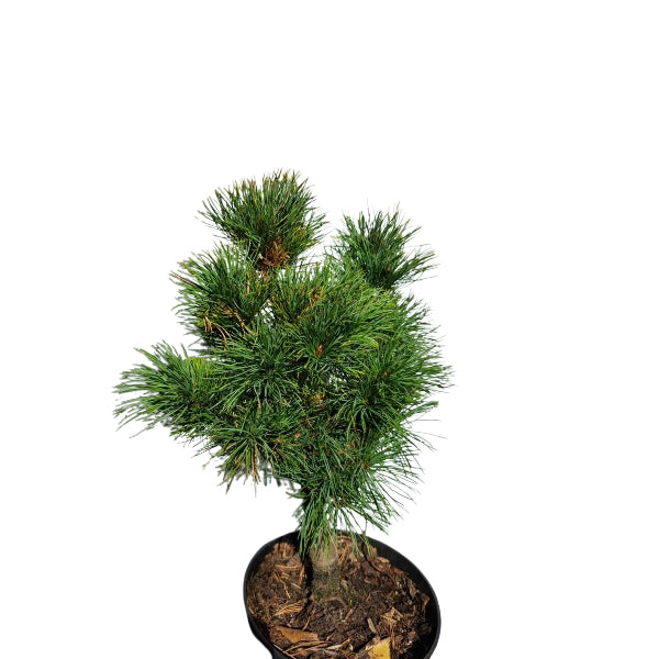 Pinus parviflora 'Goldilocks' - 30-40 cm