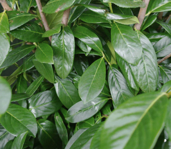 Pachet 10 bucati - Gard Viu - Laur englezesc "Novita" - Prunus laurocerasus" Novita - 80 cm