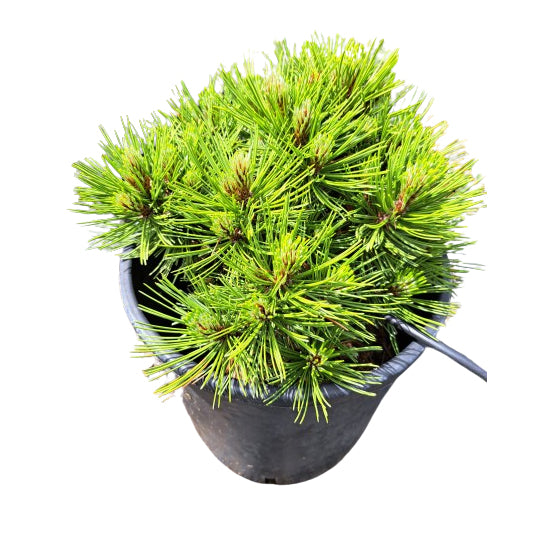 Pinus leucodermis Schmidtii - 25-30 cm