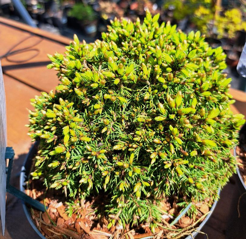 Picea glauca 'Jalako Gold' 20 cm