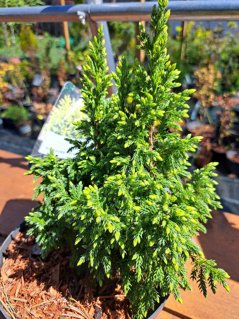 Juniperus pingii 'Hulsdonk Yellow' 25 cm