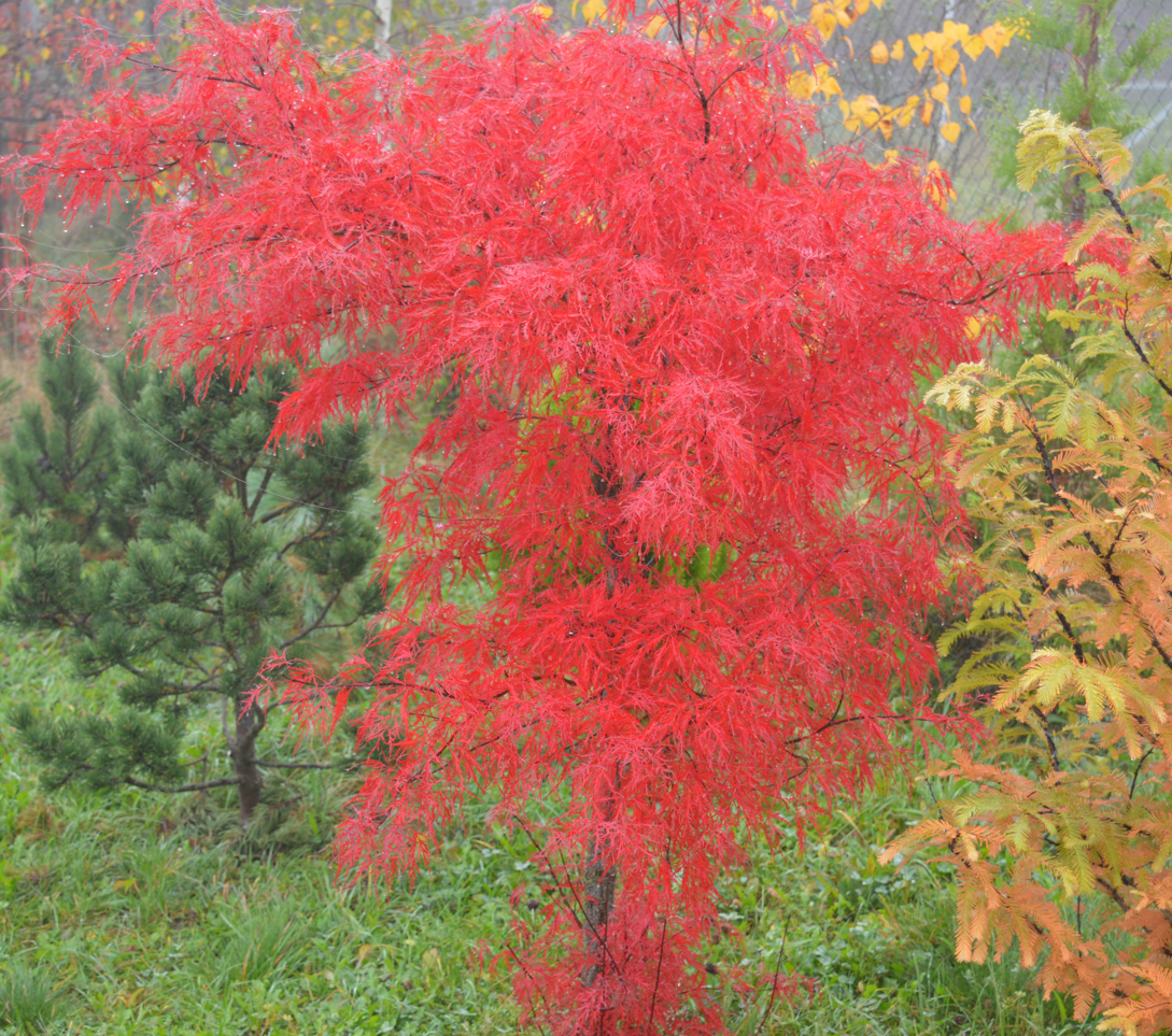 Arțar japonez Tamukeyama - acer palmatum tamukeyama