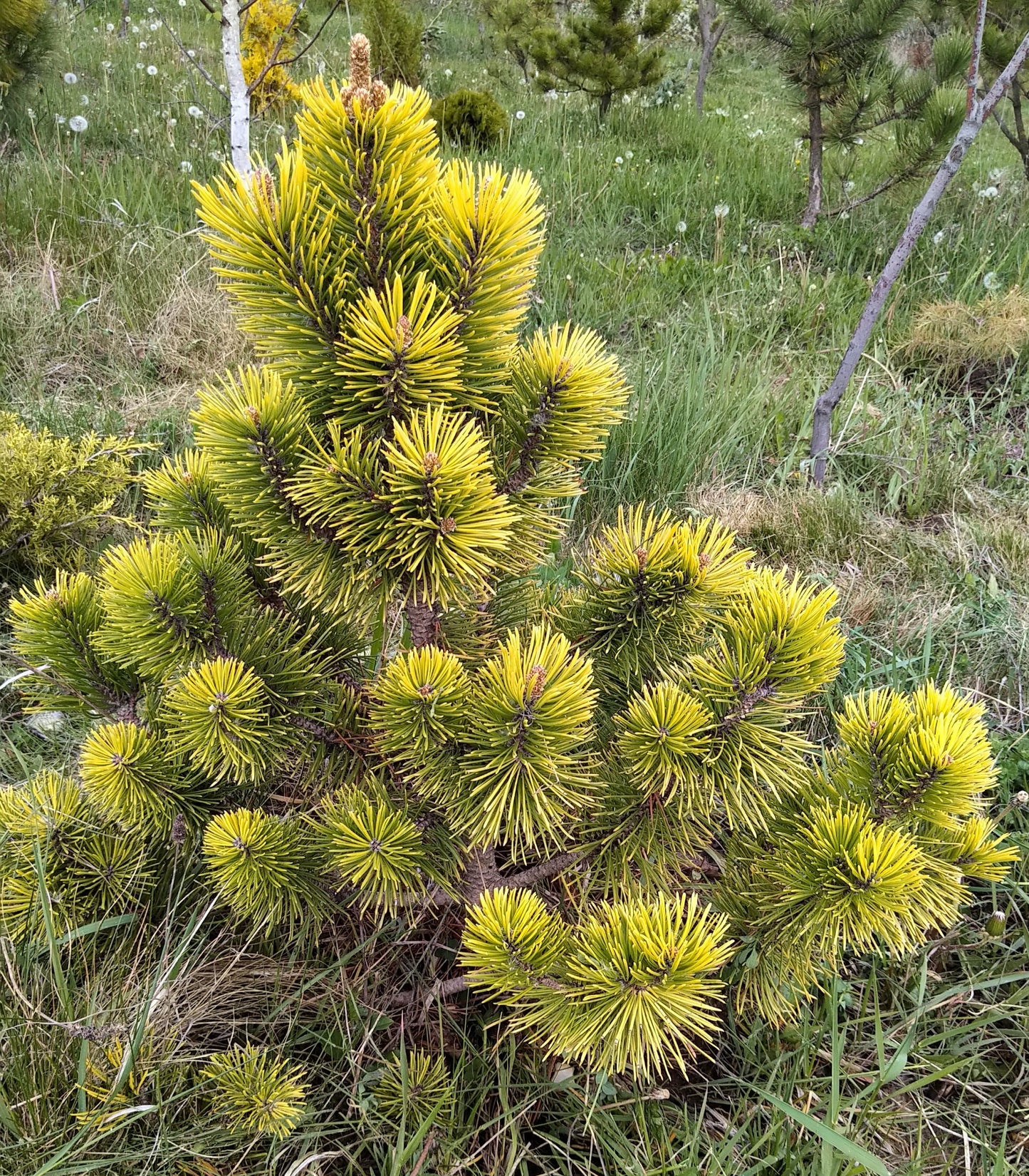 Pinus mugo Zundert