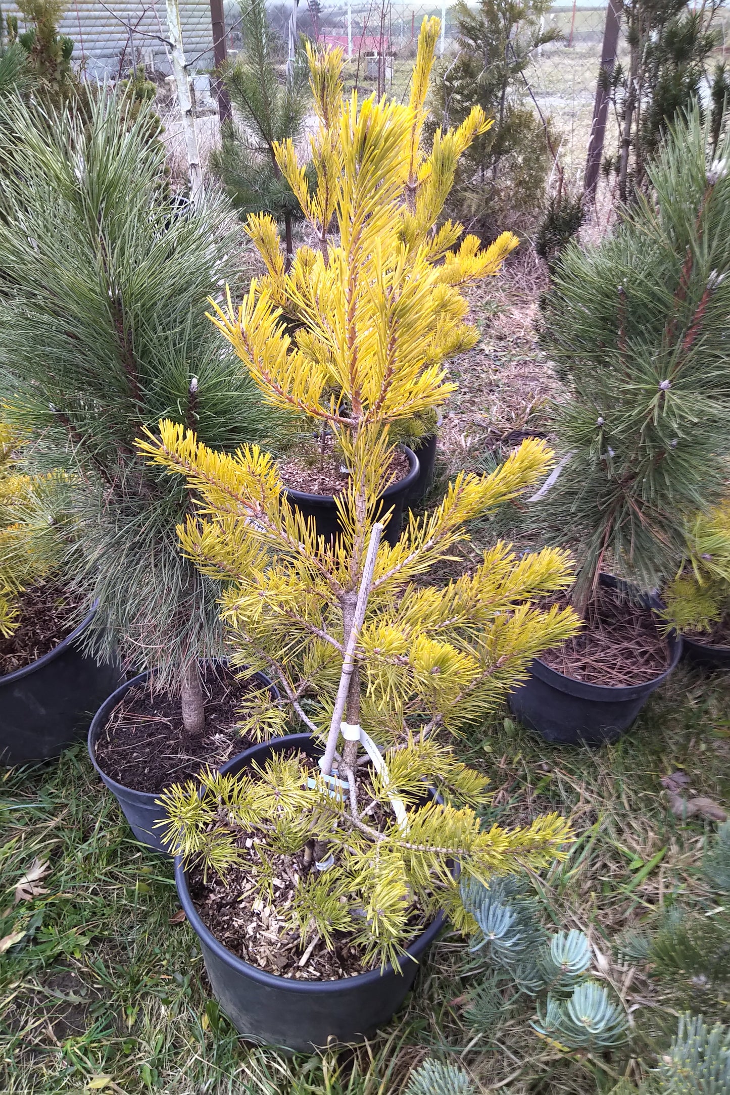 Pinus Sylvestris Gold Coin - 100 cm