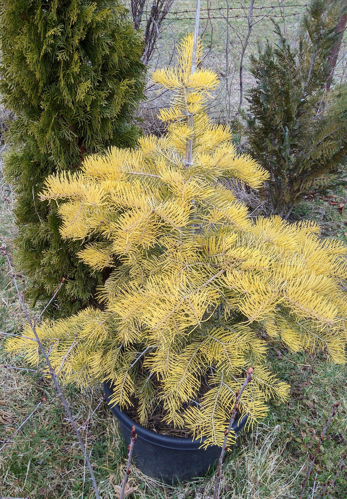 Brad - Abies concolor Winter Gold