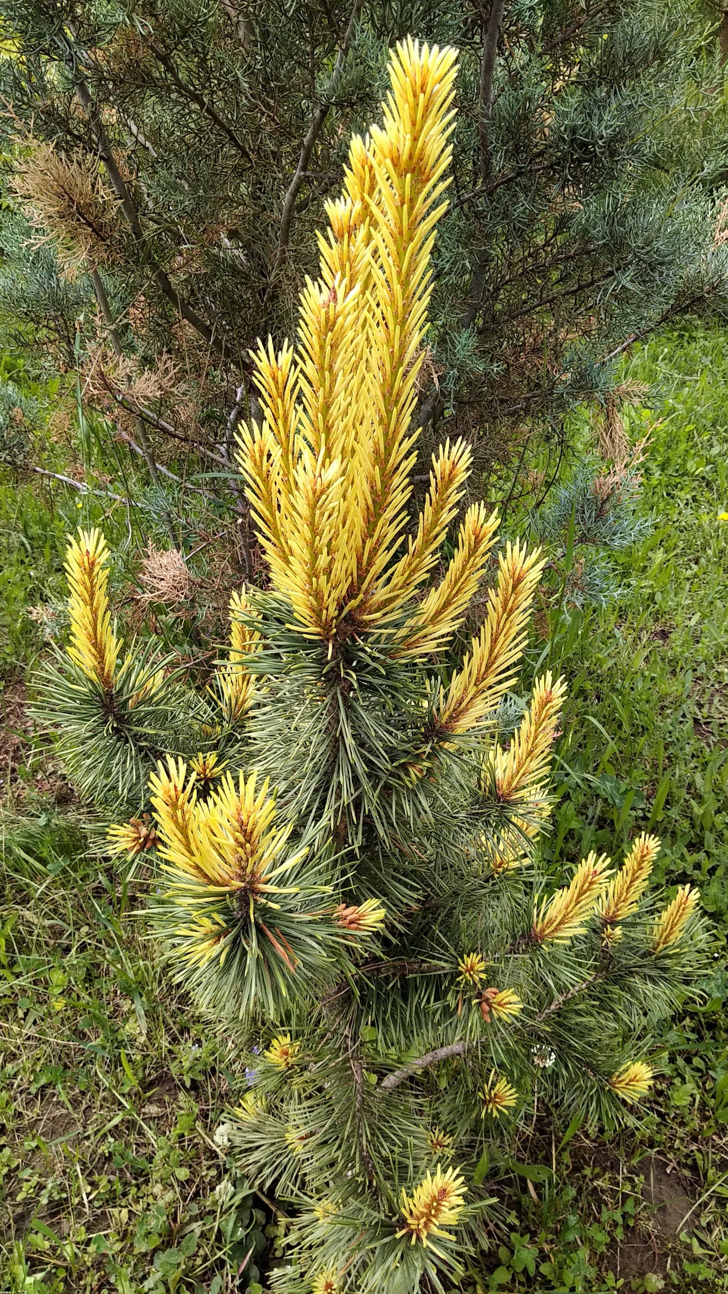 Pinus contorta 'Taylor's Sunburst' - 25-30 cm - Raritate