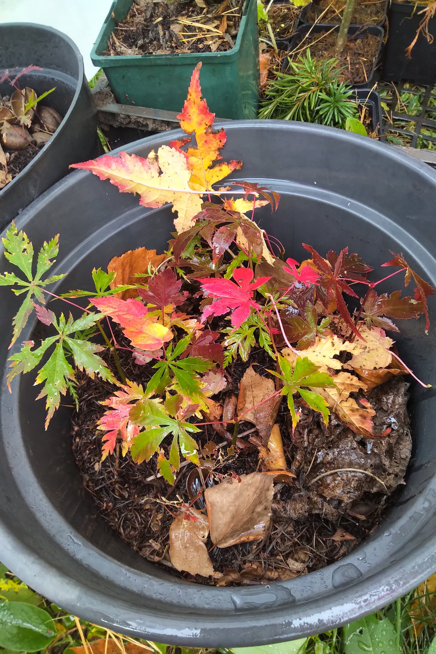 Semințe Arțar Japonez - 2025