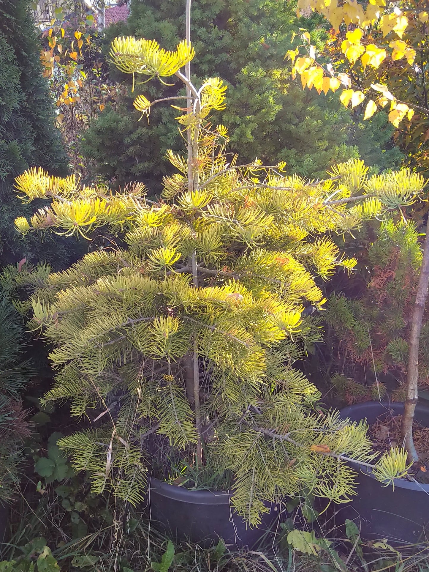 Brad - Abies concolor Winter Gold