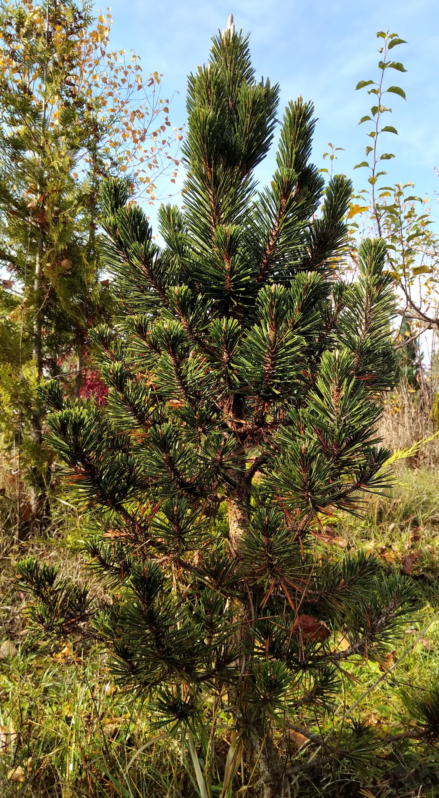 Pinus thunbergii Kotobuki - Japanese black pine - 80 cm