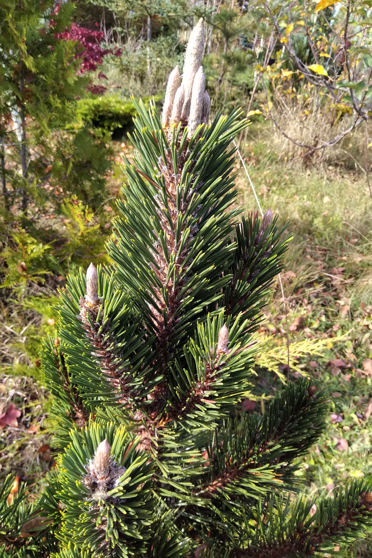 Pinus thunbergii Kotobuki - Japanese black pine - 80 cm