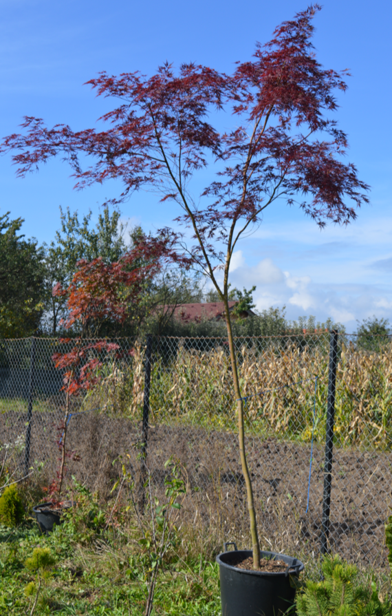 Arțar japonez Seiryu - Acer palmatum Seiryu