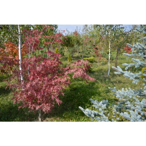 Arțar japonez Shiraz - Acer Palmatum