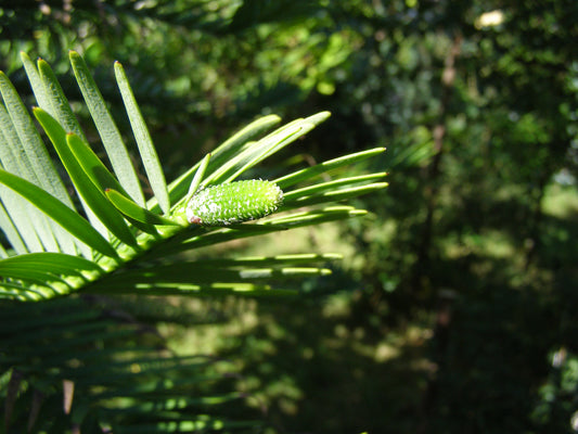 Wollemia Nobilis - Wollemi Pine