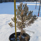 Arborele mamut Sequoia - Sequoiadendron giganteum 60 cm