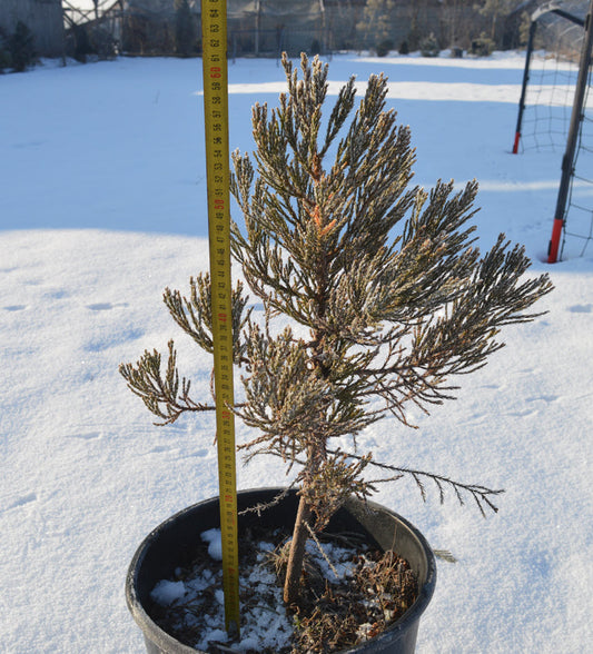 Arborele mamut Sequoia - Sequoiadendron giganteum 60 cm