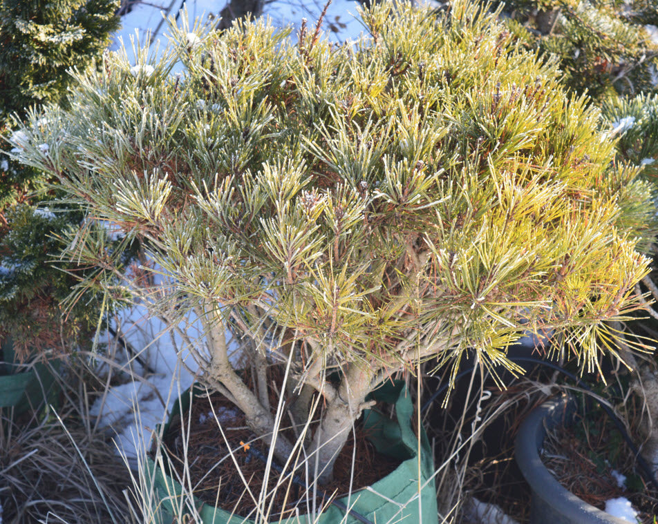 Pinus densiflora umbraculifera