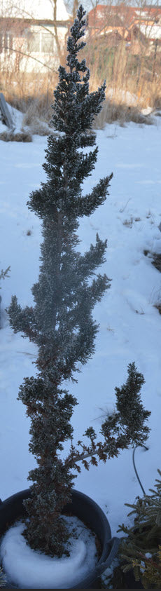 Chamaecyparis laws. Wissel's Saguaro - 1.6 m