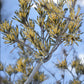 Pinus pariflora ‘Ogon-janome’ - 40cm