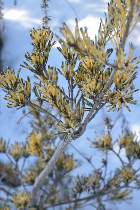 Pinus pariflora ‘Ogon-janome’ - 40cm