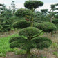 Pinus sylvestris 15-20 cm - Pin scotian