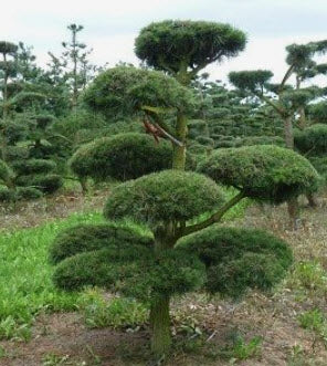 Pinus sylvestris 15-20 cm - Pin scotian