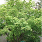 Acer palmatum - artar japonez - 30-40 cm