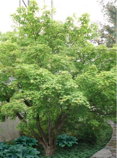 Acer palmatum - artar japonez - 30-40 cm