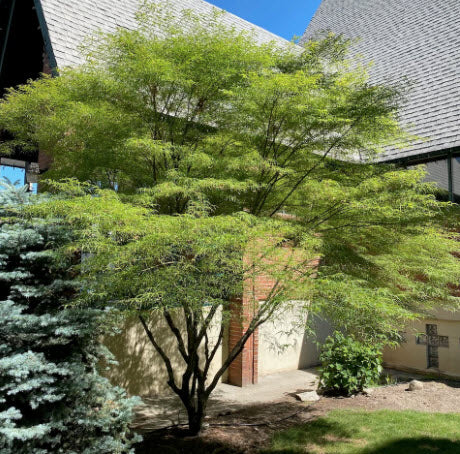 Arțar japonez Koto-no-ito - Acer palmatum 80 cm