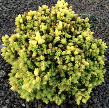 Picea glauca 'Jalako Gold' 20 cm