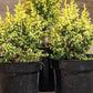 Juniperus pingii 'Hulsdonk Yellow' 25 cm