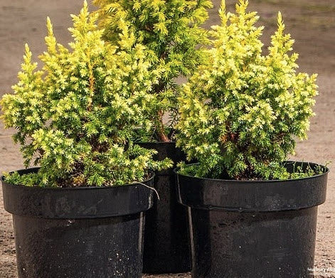 Juniperus pingii 'Hulsdonk Yellow' 25 cm