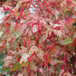 Acer x conspicuum 'Red Flamingo' - 50-70 cm