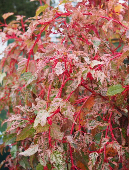 Acer x conspicuum 'Red Flamingo' - 50-70 cm