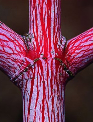 Acer x conspicuum 'Red Flamingo' - 50-70 cm