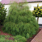 Chamaecyparis lawsoniana 'Drooping Solo' 40-50 cm