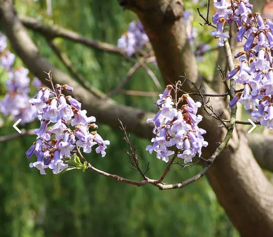 Seminte Paulownia tomentosa - 2g
