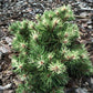 Pinus mugo 'Milky Way' - 28 cm