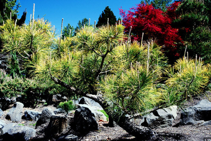 Pinus thunbergii 'Ogon' - 60 cm