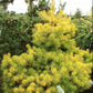 Pinus sylvestris 'Trollguld' - 35 cm