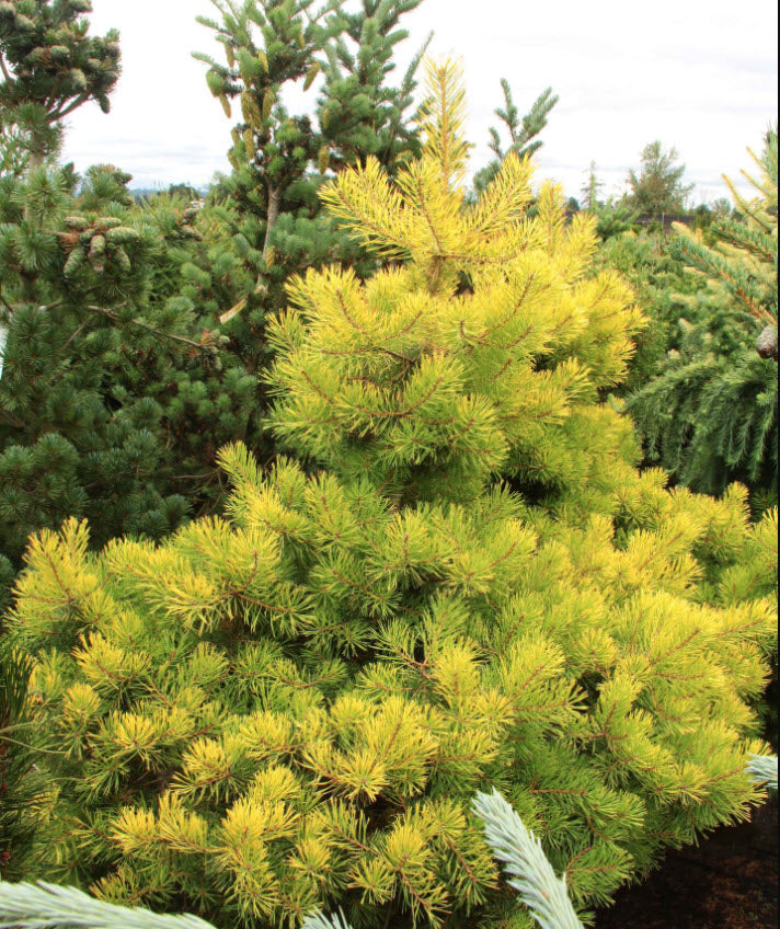 Pinus sylvestris 'Trollguld' - 35 cm