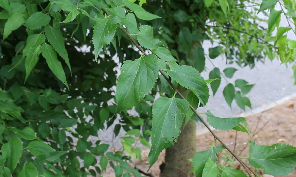 Celtis occidentalis
